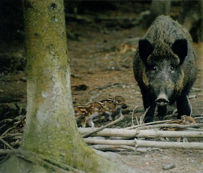  Image name: 00_34 Cinghiale.jpg 
 width: 696 pixel 
 height: 595 pixel 
 Size: 74490 bytes 
 Click to enlarge 